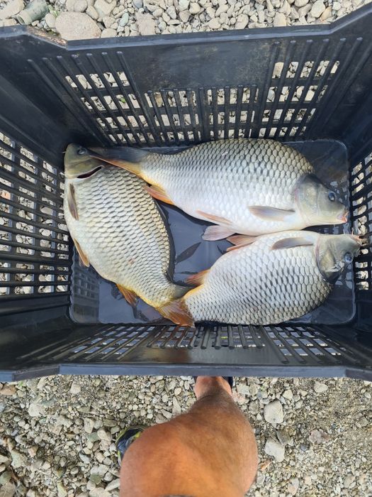 Продавам Шаран  от 2.00 до 4.00кг.