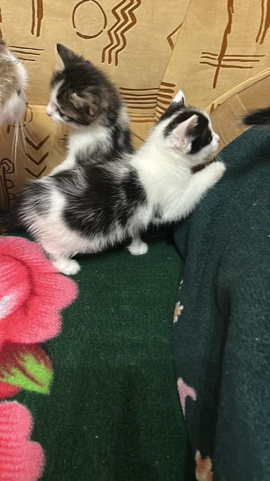 Отдам котят мальчики