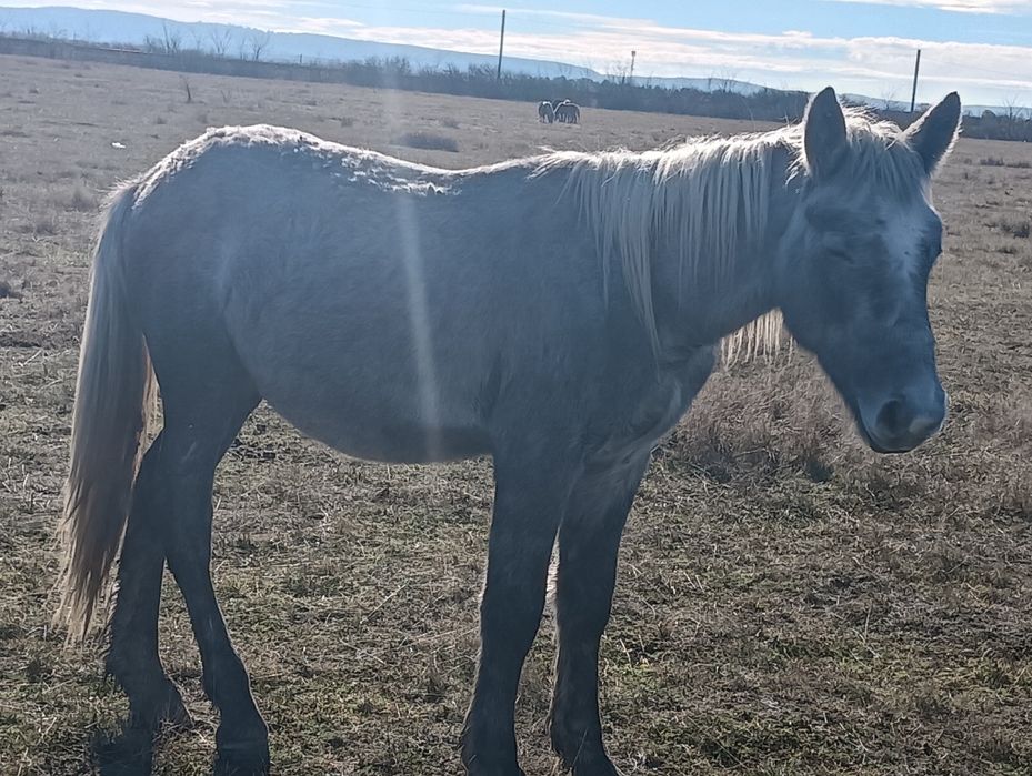Vând sau schimb mânz metis de lipițan cu frizian aștept oferte