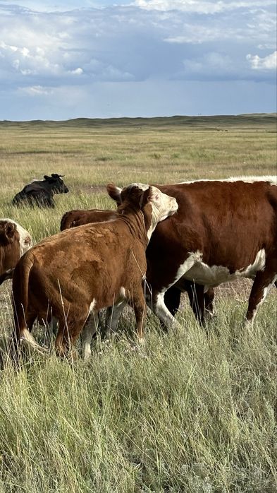 Подсос бұзаулар бычки