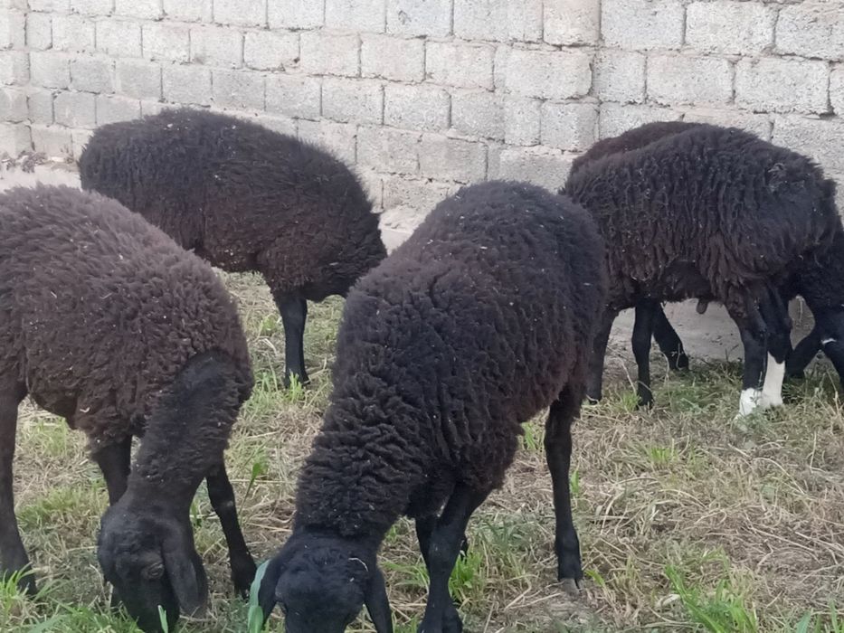 Кучкорлар сотилади услуга мясника