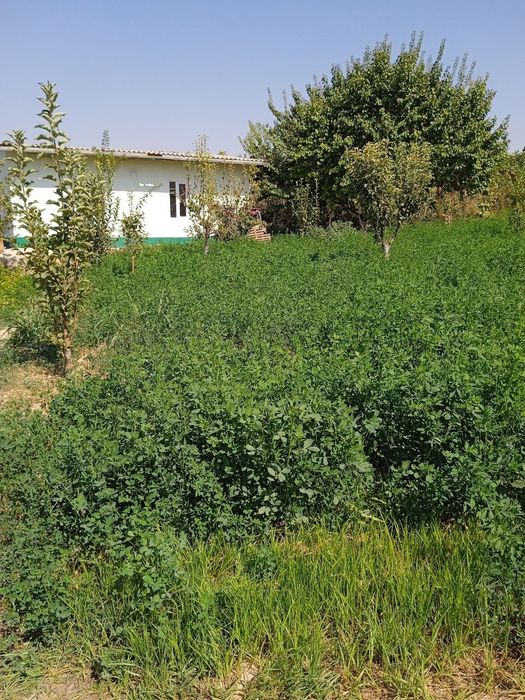 Кибрай тумани Жамбул м.ф.й да 4хона,20 сотиг хонадон сотилади