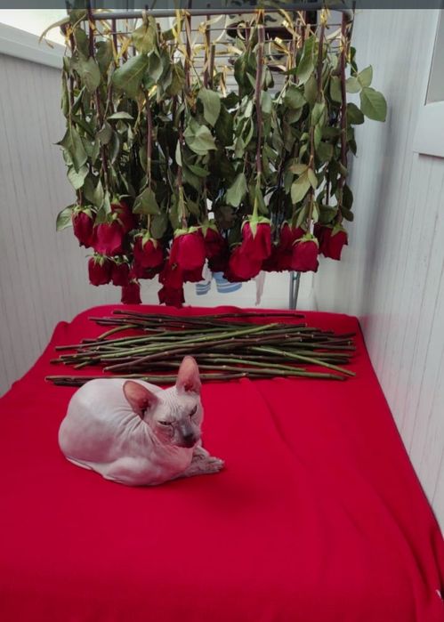 Продам кошку сфинкс