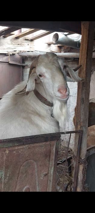 Козел англонубиец