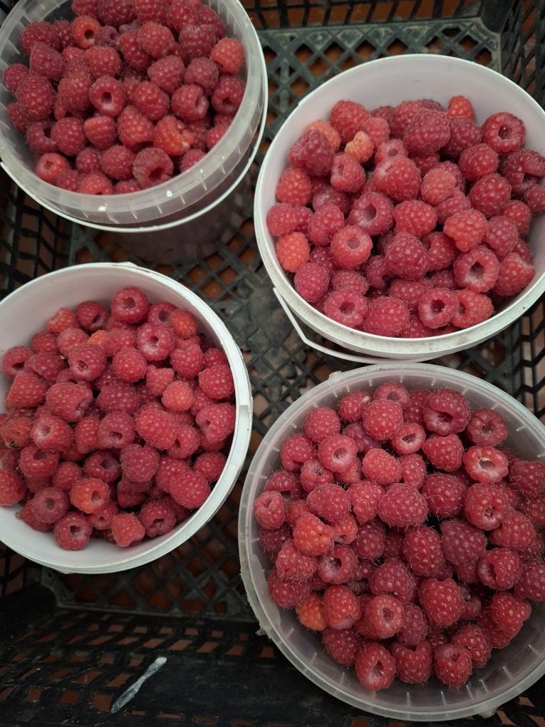 Продам малину дачную