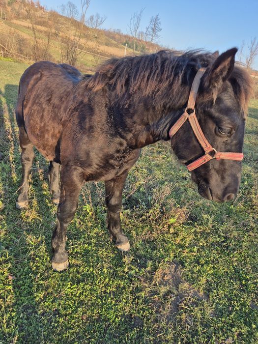 Vând manz de 8 luni