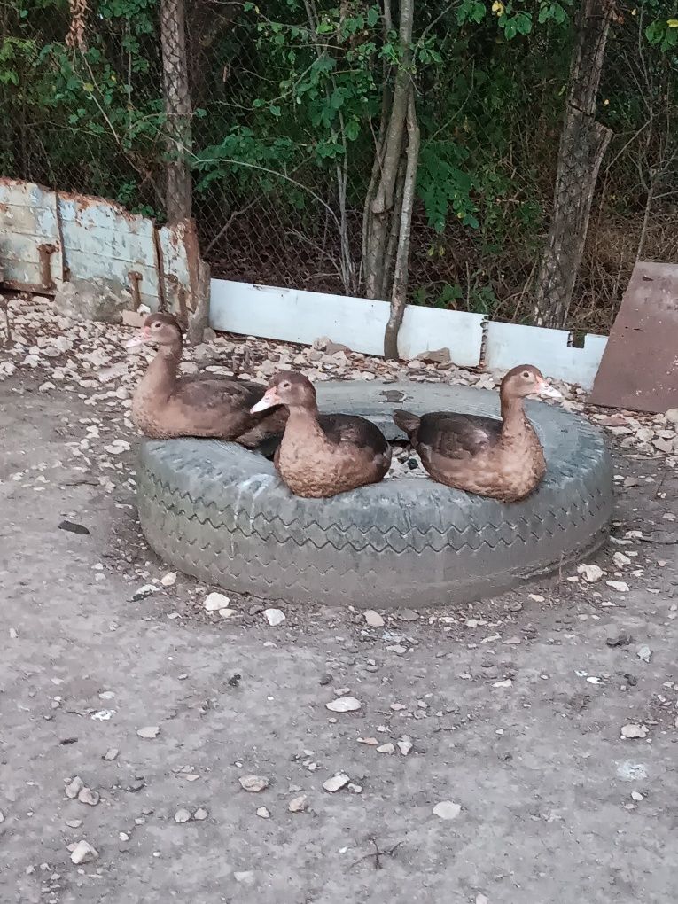 Млади неми патици