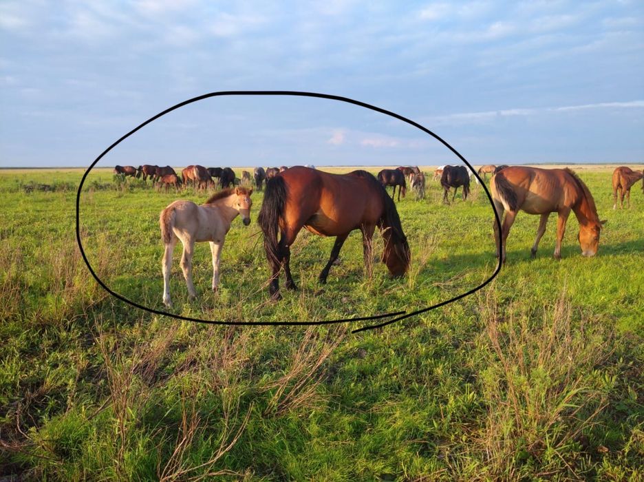 Продам кобыл с жеребятами