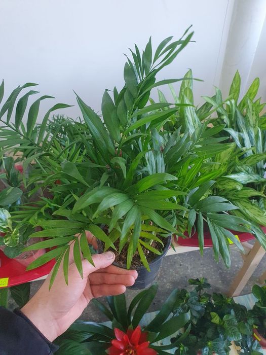 Xomedoreya хомедорея