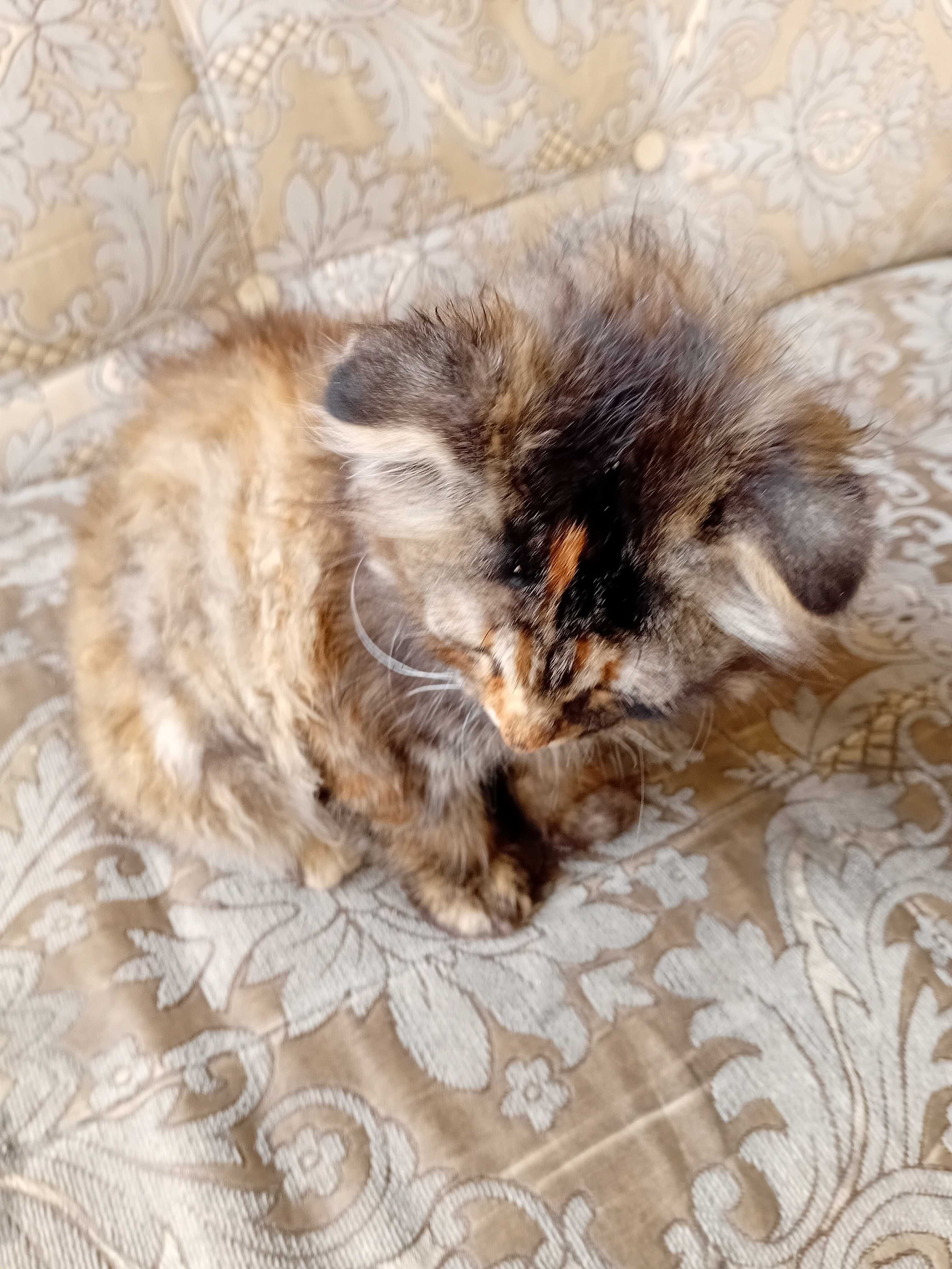 Бесплатно котята