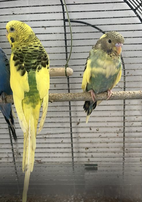 Vând peruși deoarece nu mai sm timp să îi cresc se vinde cu 50 ron