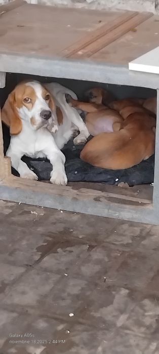 Donez cățeluși!         .