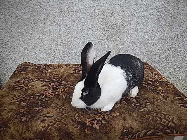 Hycole Francez -Mascul