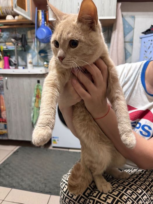 Котик ищет маму и папу