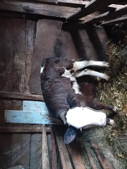 Vițică de vânzare