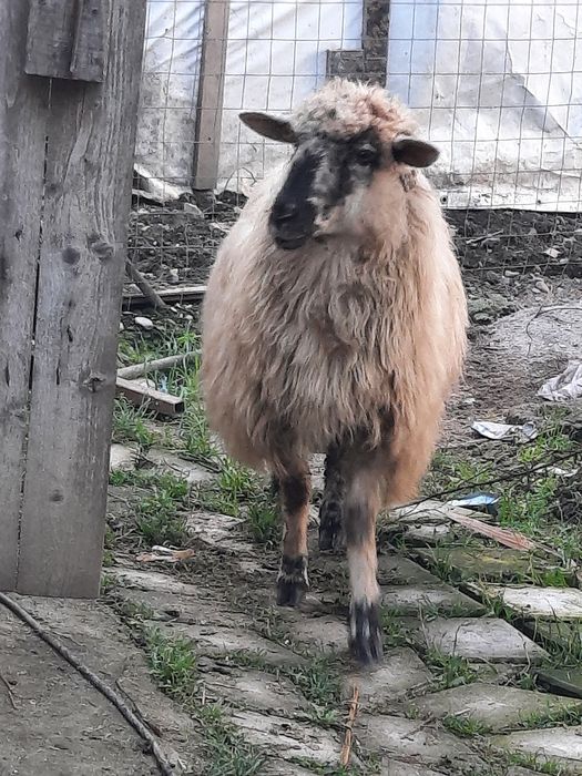 Vând trei oi turcane