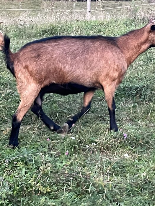 Capre alpina franceze metisate cu tapi zane