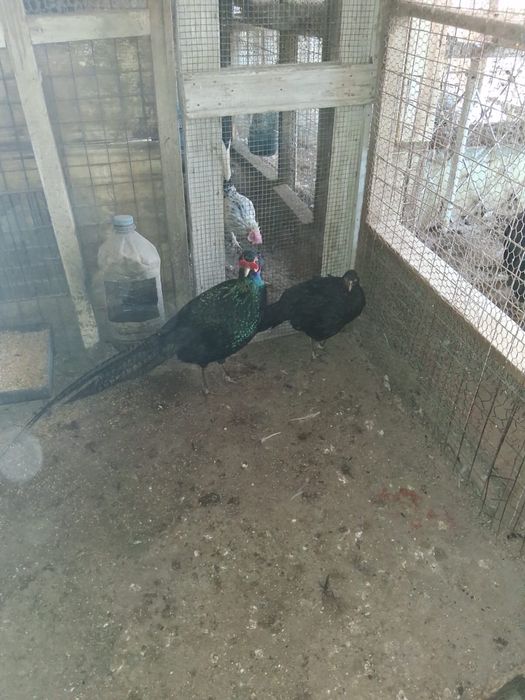 Pereche pauni. Fazani comuni/tenebrosi/curci si curcani