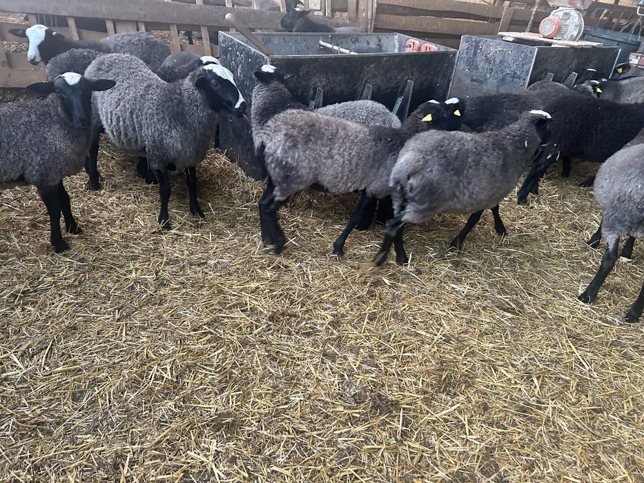 Romanov berbecuti / mielute