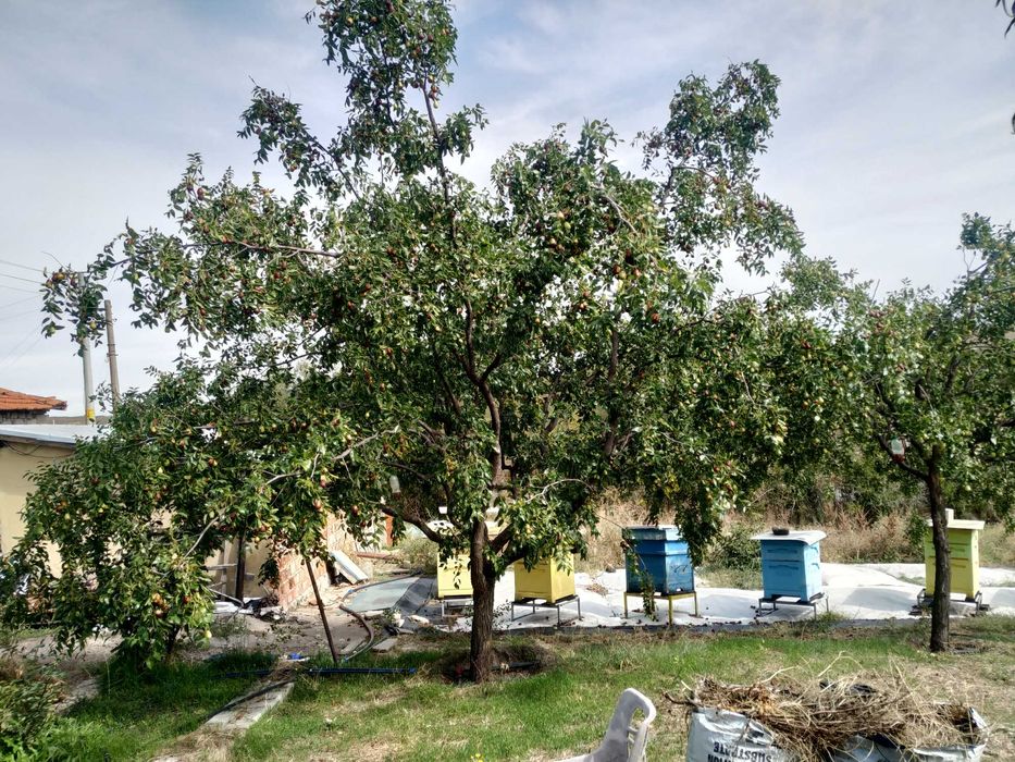 НАТУРАЛЕН сушен хинап