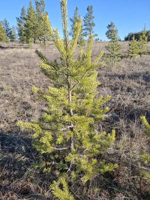 Продам саженцы ели, сосны, берёзы, рябина, калина, тополь перемендальн