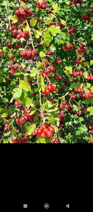 Vâd păducel proaspăt cantități mari și mici trimet  prin curier