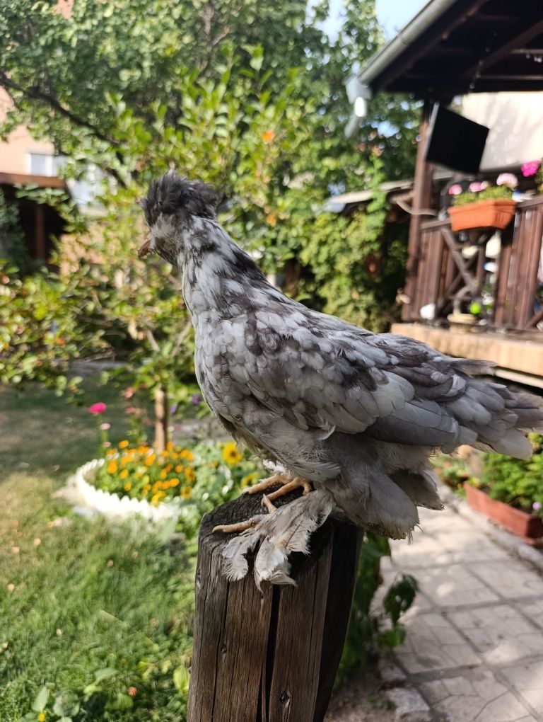 Струмски бантам ярки