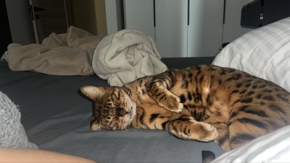 Продам кота бенгала