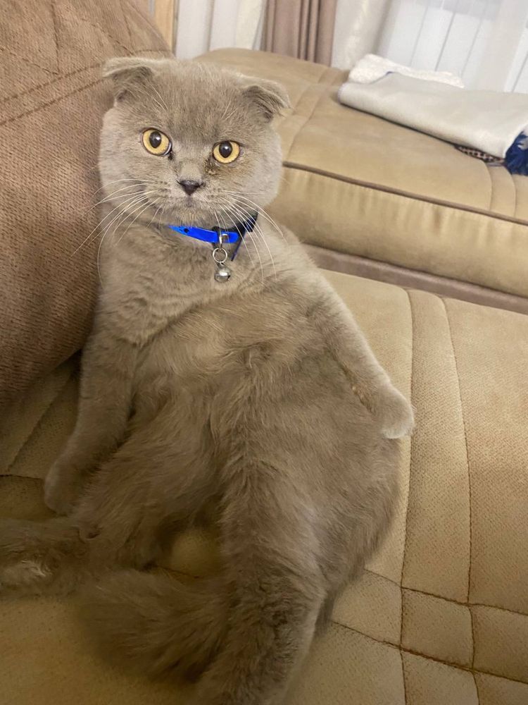 Шотландская вислоухая кошка Scottish fold