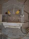 Canari de vânzare