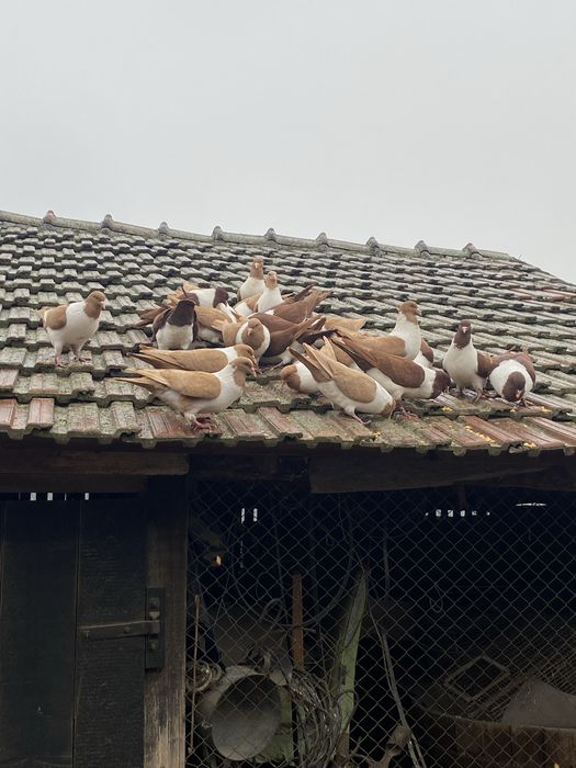 Vand porumbei strasseri.