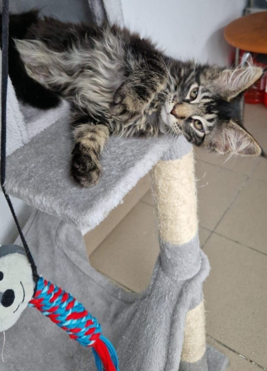 Pui pisica Maine Coon