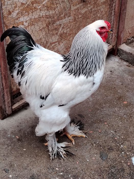 Cocos Brahma Herminat deschis și găini