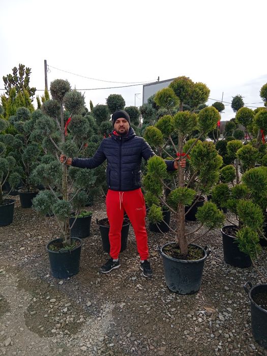 Leilandi pom pon spirale