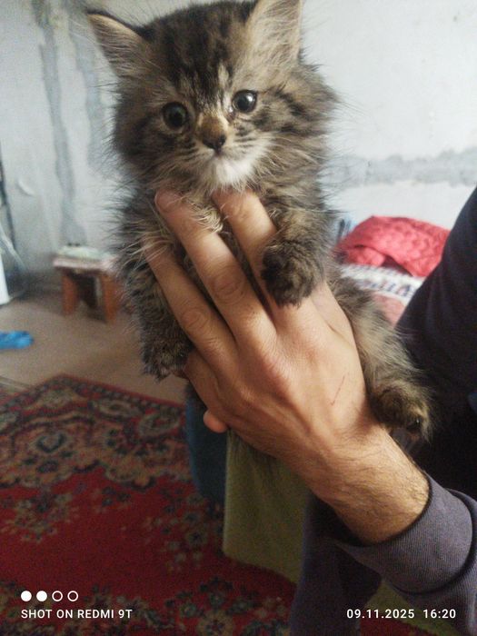 Продам за 5тыс тенге чистая британка 3 месяца