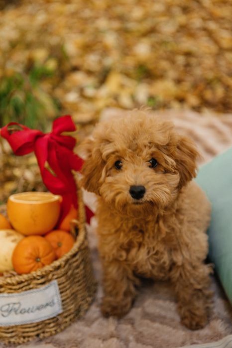 Щенки той пудель