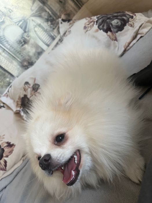 Мини померан-женски,10 месеца,с паспорт и чип