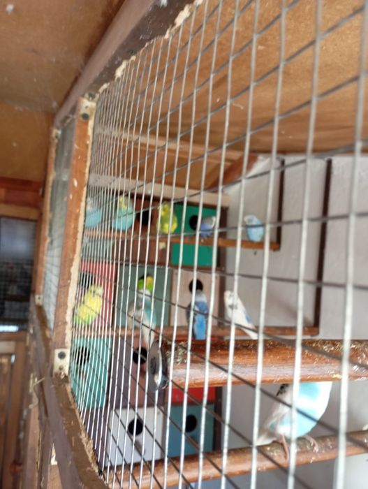 Papagali specii diferite