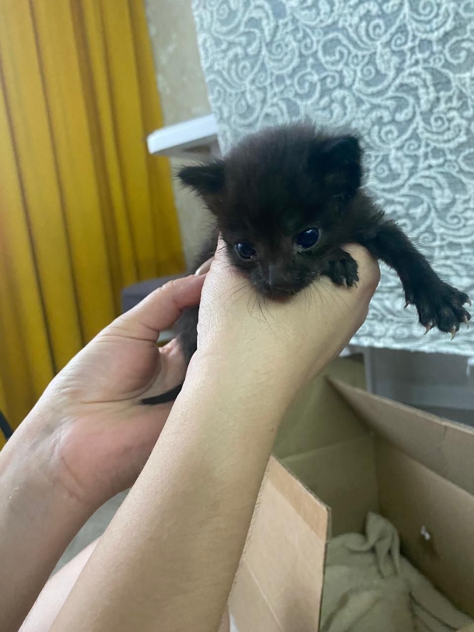 Котята. Девочка и мальчик. Отдам в добрые руки