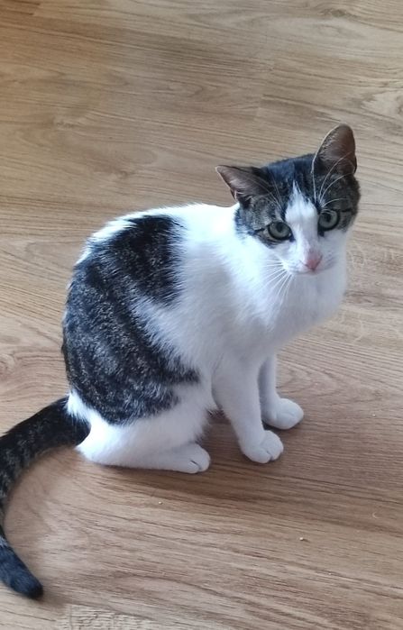Pisicuta pentru adoptie, pisicuta superba,pisica de adoptat, pisica