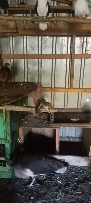 Vând porumbei înfoiați !