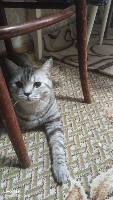 Вязка, кот Шотландский прямоухий