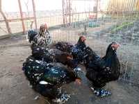 Vând ouă de incubat brahma negru bobat 2023