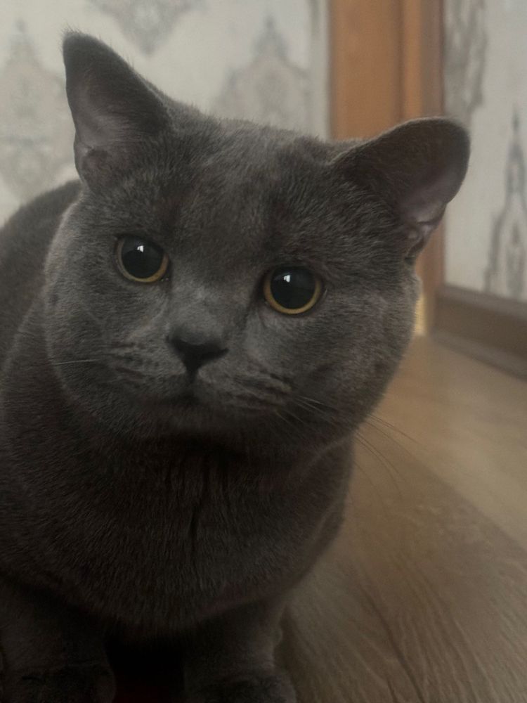 Кошка Скоттиш фолд