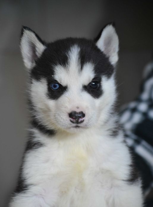 Husky Siberian cu pedigree