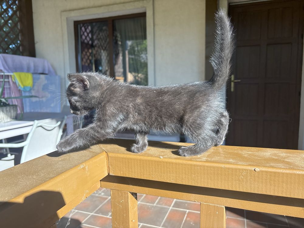 Ofer spre adoptie pisici