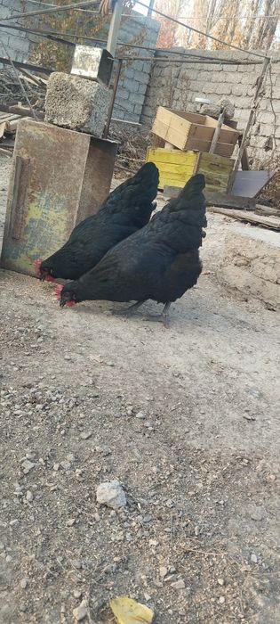 Jersi gigant sotladi