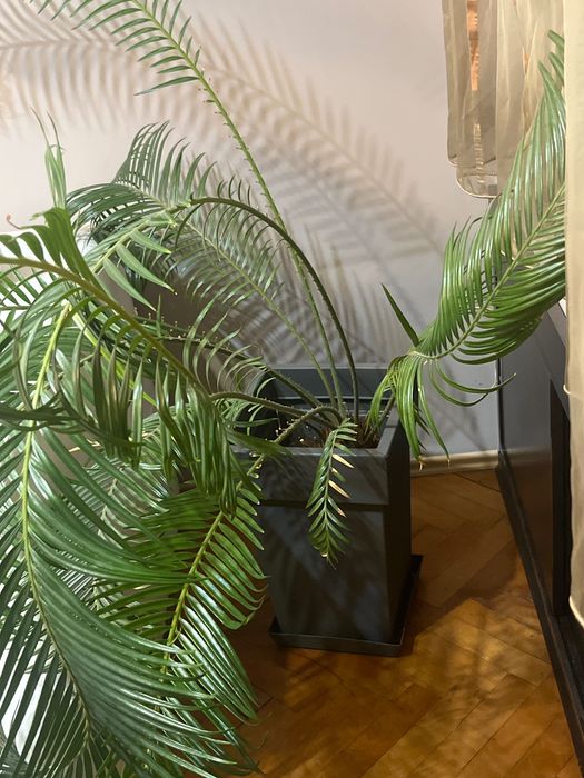 растение Палма Цикъс