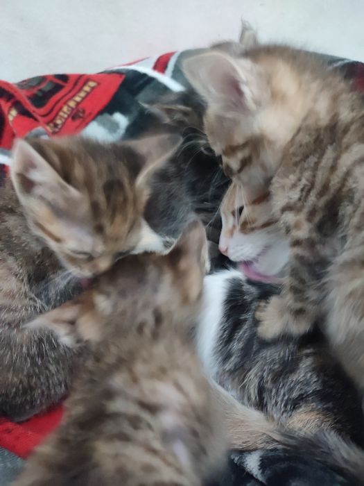 Dau către adopție  3 pisicute