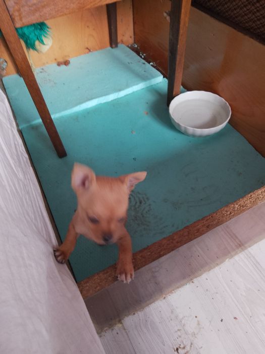 Кучета мини пинчер